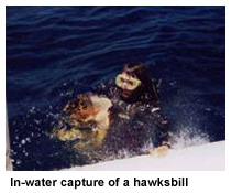 in-water hawksbill capture